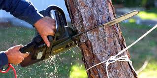 Best Tree Cabling and Bracing  in , MT