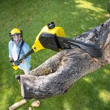 Best Tree Maintenance Programs  in , MT